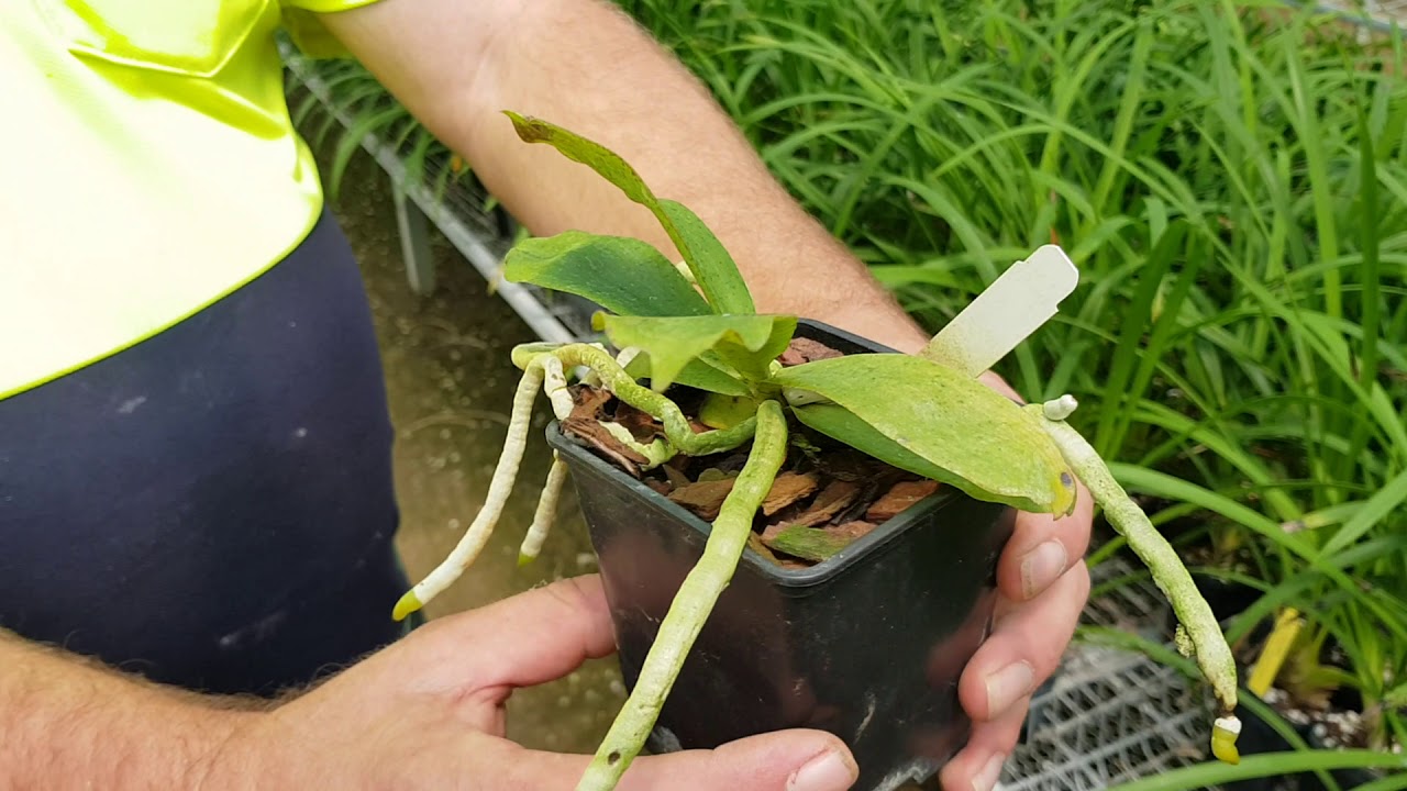 Lot 8 - Aerangis kotschyana