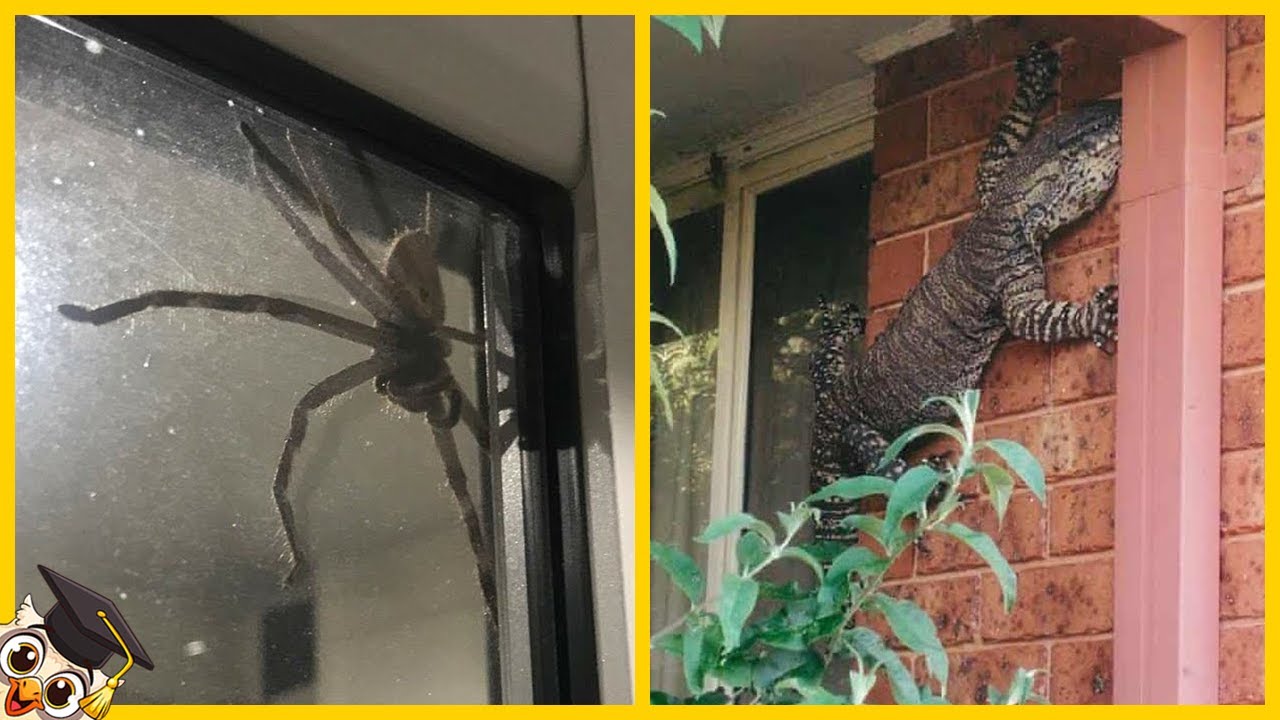 10 Przerażających Zwierząt Znalezionych W Domach