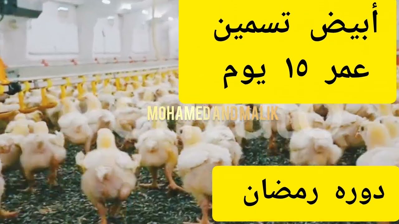 وداعا لضعف التحويل!! ازاي تخلي فراخك سوبر في ١٥ يوم 