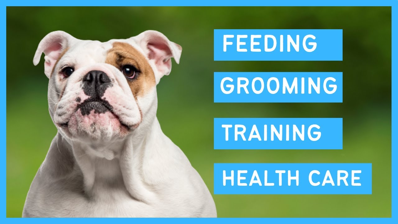 Bulldog 101 - Feeding, Grooming, Training and Health care of an English Bulldog