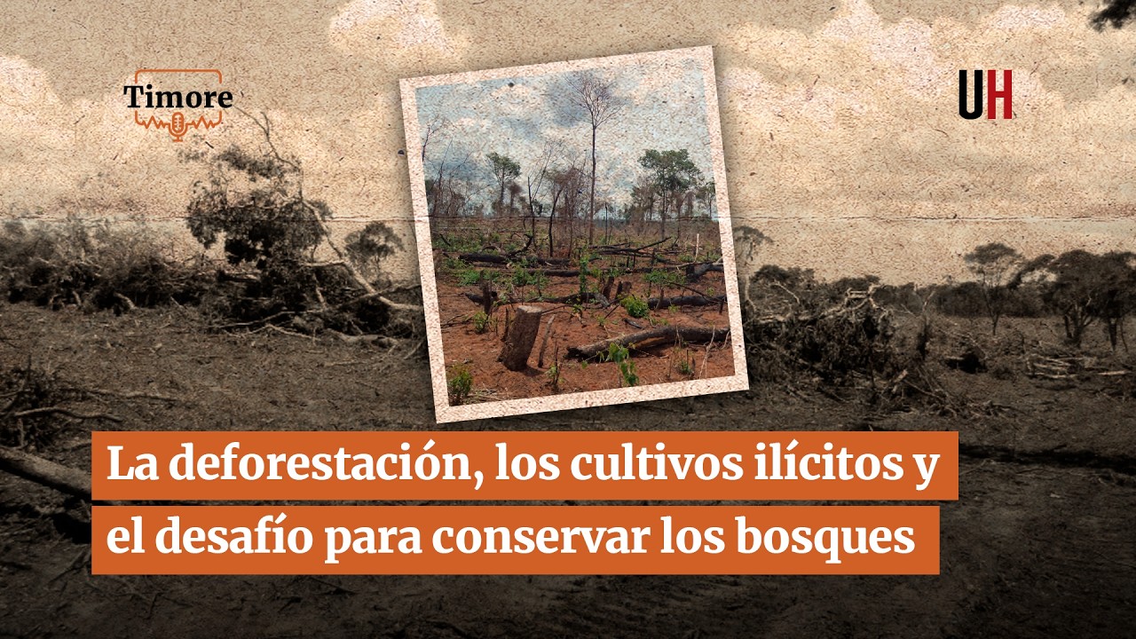 La deforestación, los cultivos ilícitos y el desafío para conservar los bosques