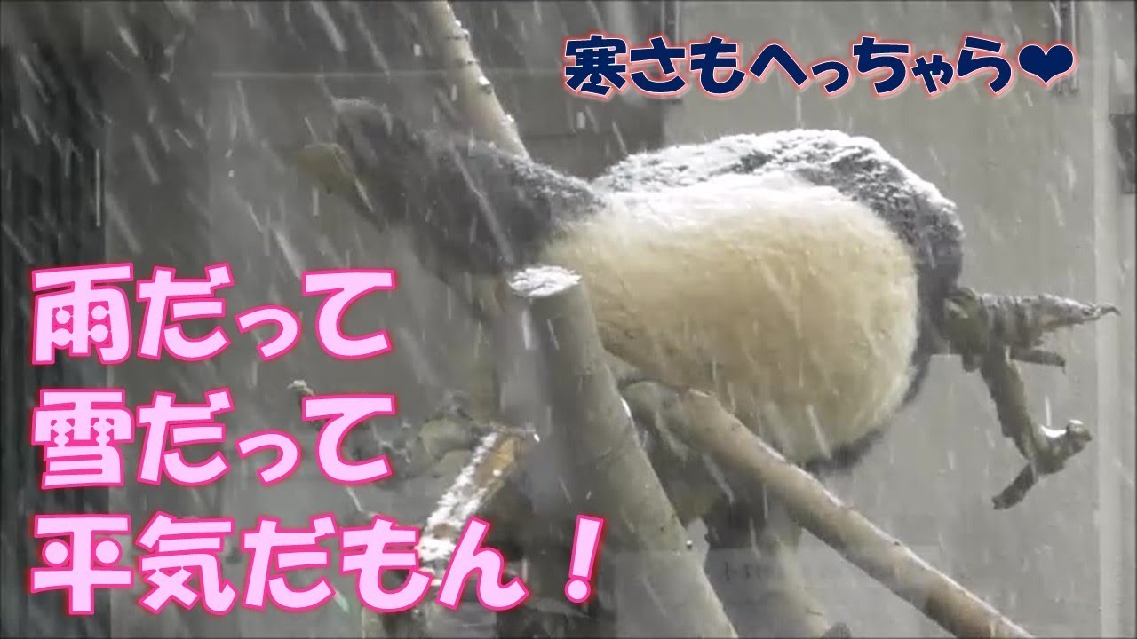【特別版】シャンシャン”雨ニモ負ケズVer.