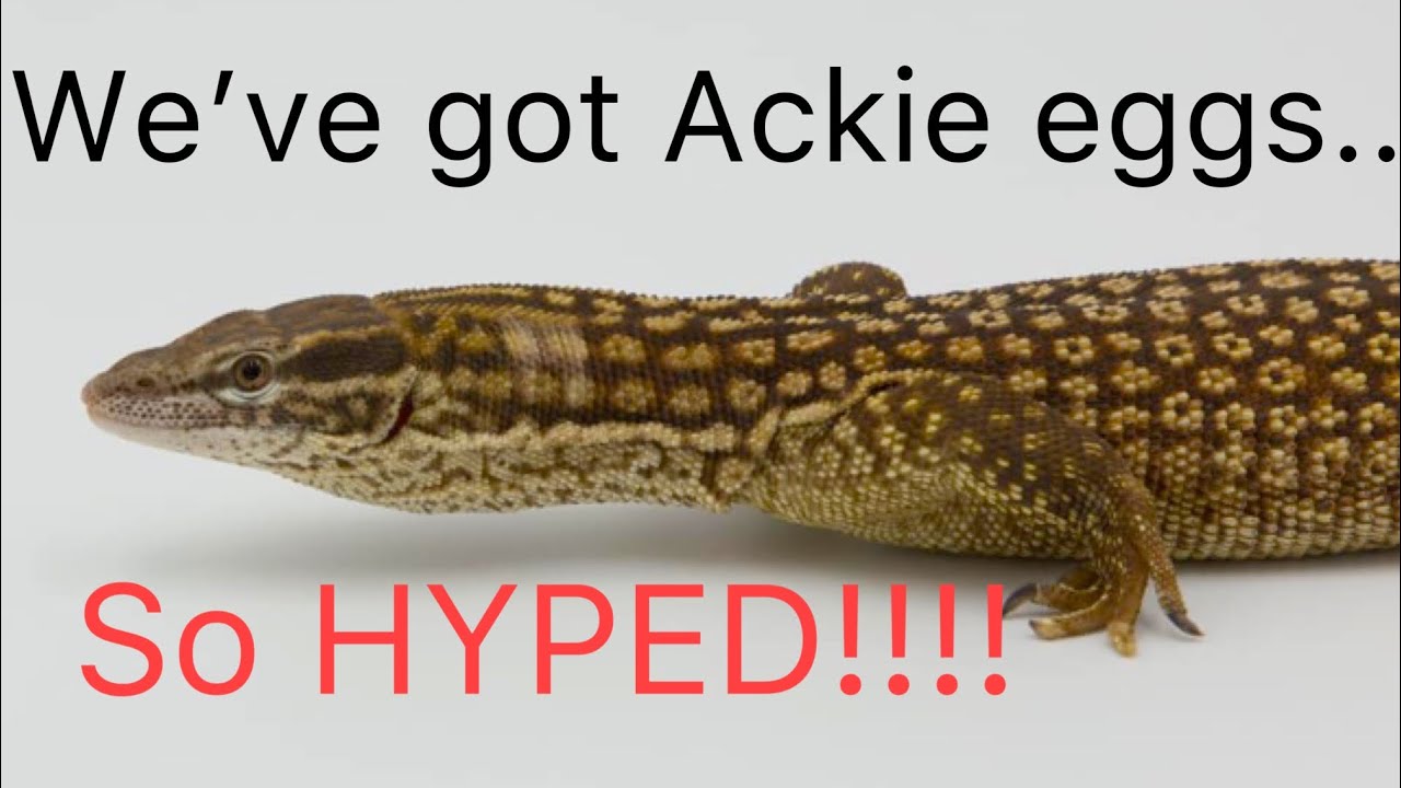 Yellow Ackie Monitor Breeding Project Part I