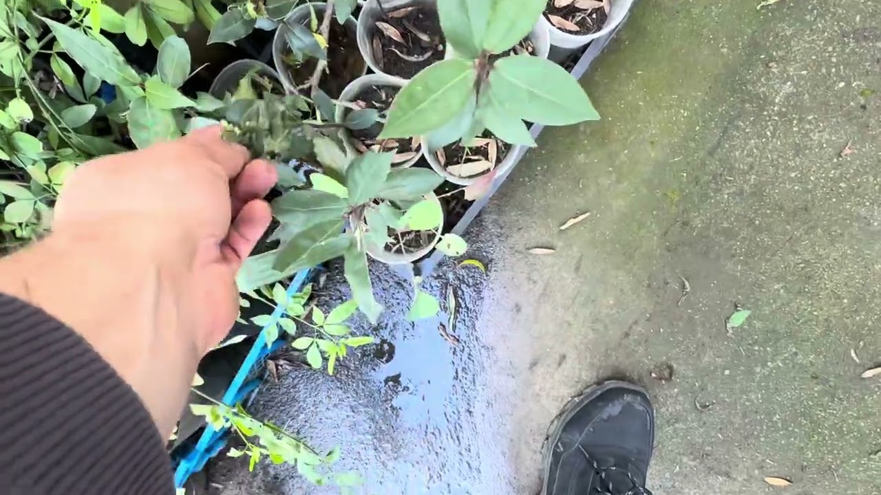 Место в Сочи, где я приобретаю пальмы. Ч.1