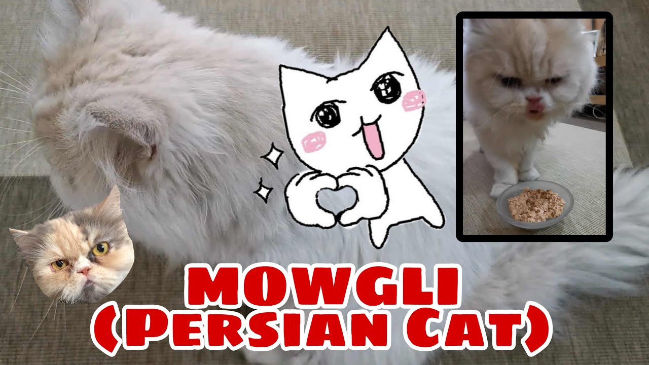 MOWGLI THE CAT | PERSIAN CAT | NOVEMBER 2020