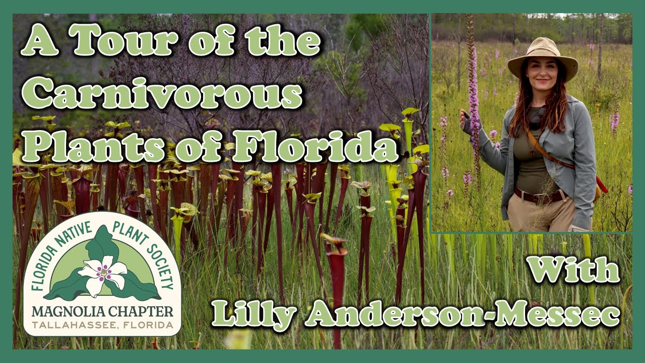 FNPS Magnolia Chapter - October 2025 Meeting: Lilly Anderson-Messec