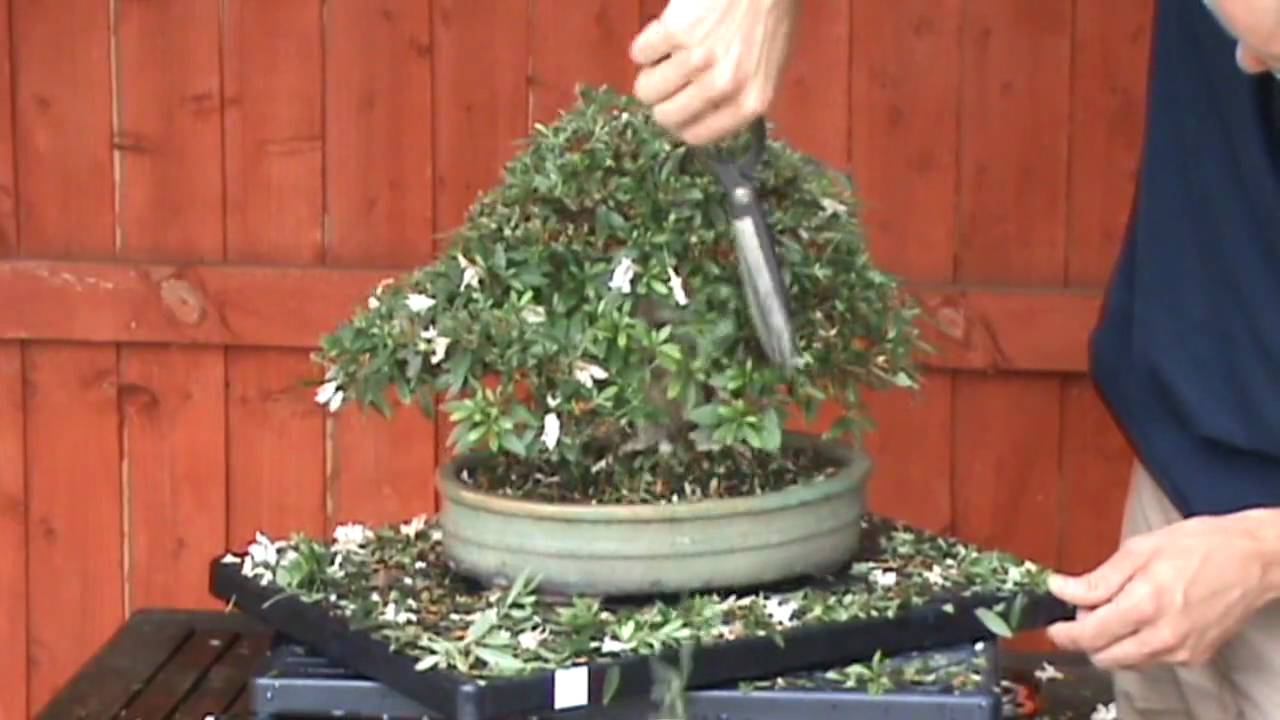 Bonsai Pruning Satsuki Azalea Part 1