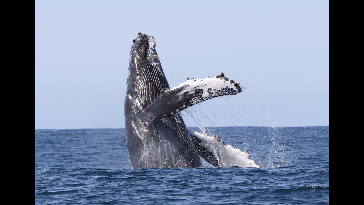 🐳 Whale watching 🐳 Boston Massachusetts