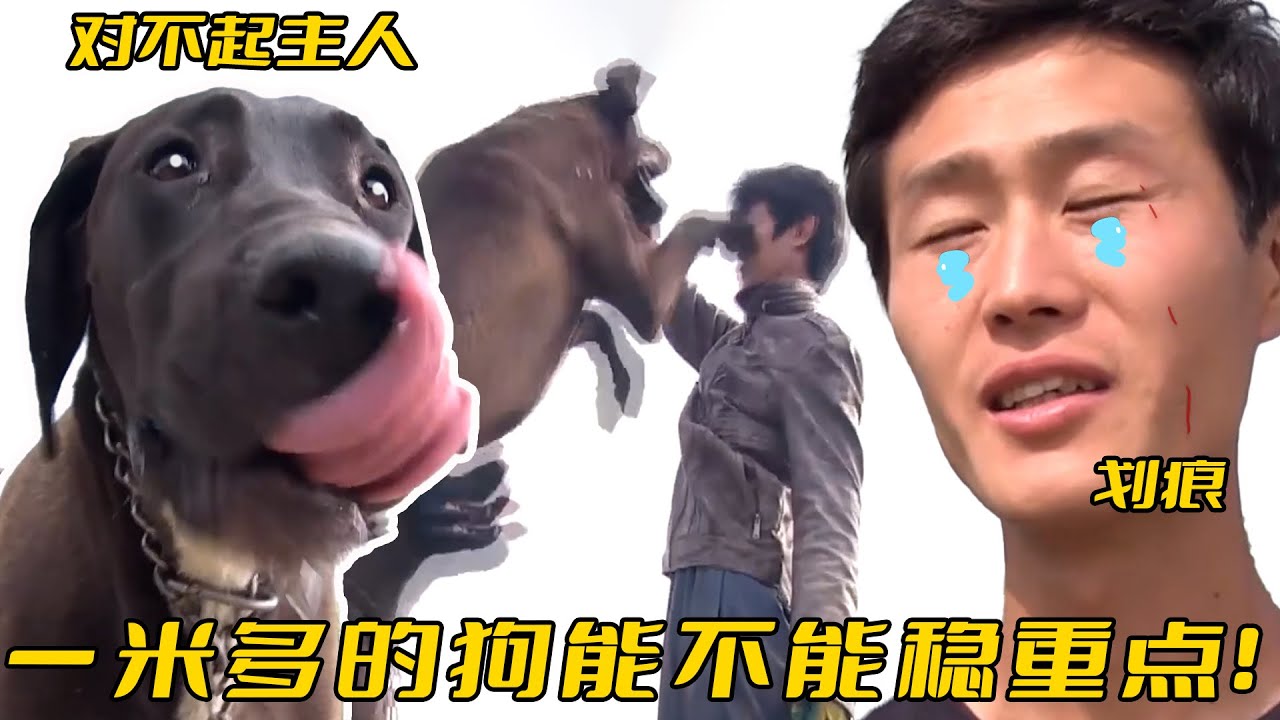 大丹犬身長1米卻酷愛撒嬌，每天鬧著跟主人貼貼，對方狂呼承受不住！