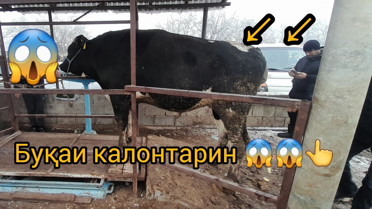 Якшанбе бозори н Ёвон беҳтарин бозор шид👍👍 вазни зинда буқои калон моли майда 5 январ 2025#молбозор