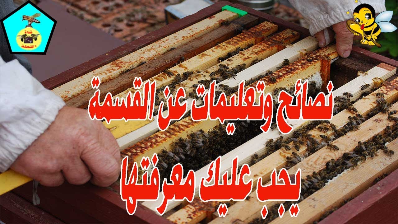 أخطاء كثيرة عند تقسيم الخلية يجب عليك معرفتها