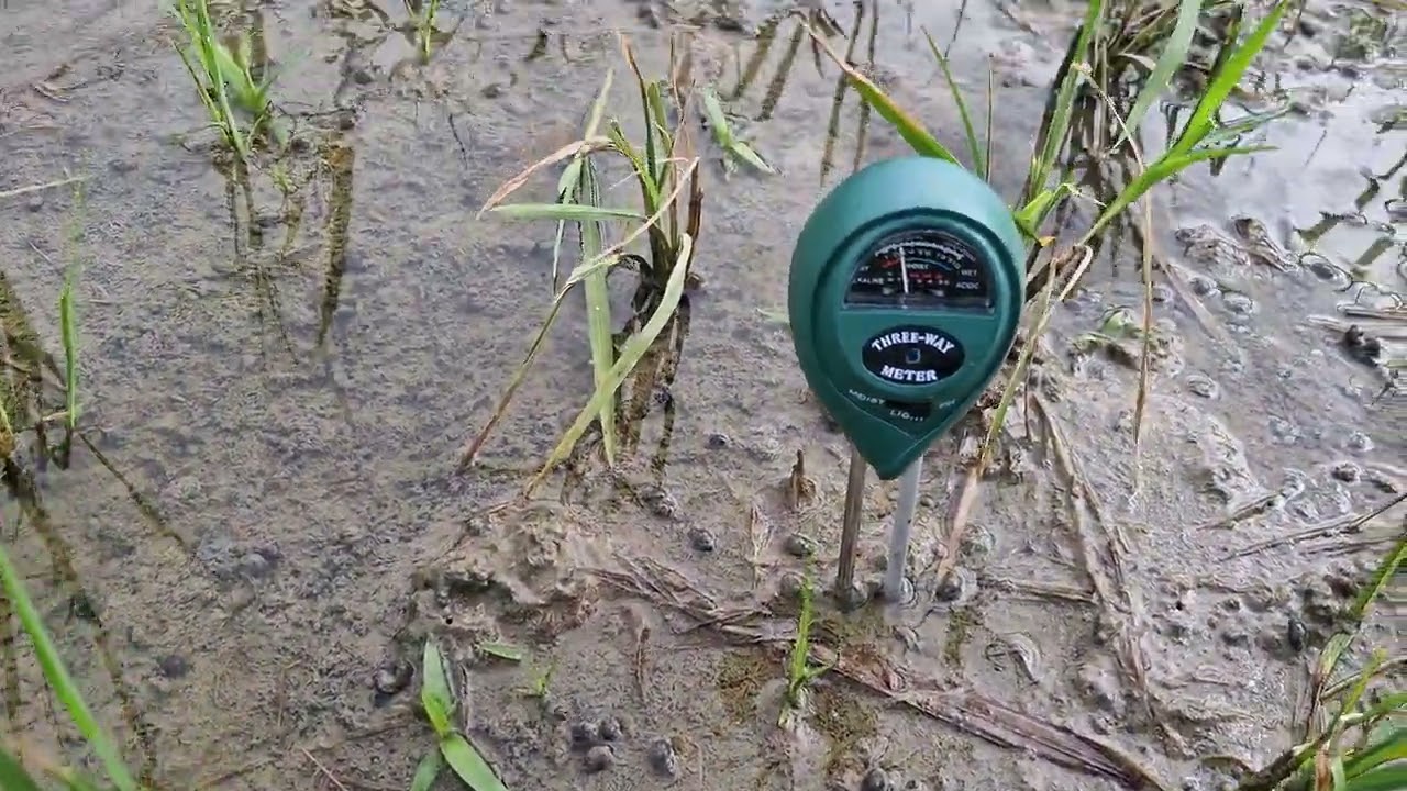 Cek Ph Tanah: Dicurigai Padi Asem-aseman.