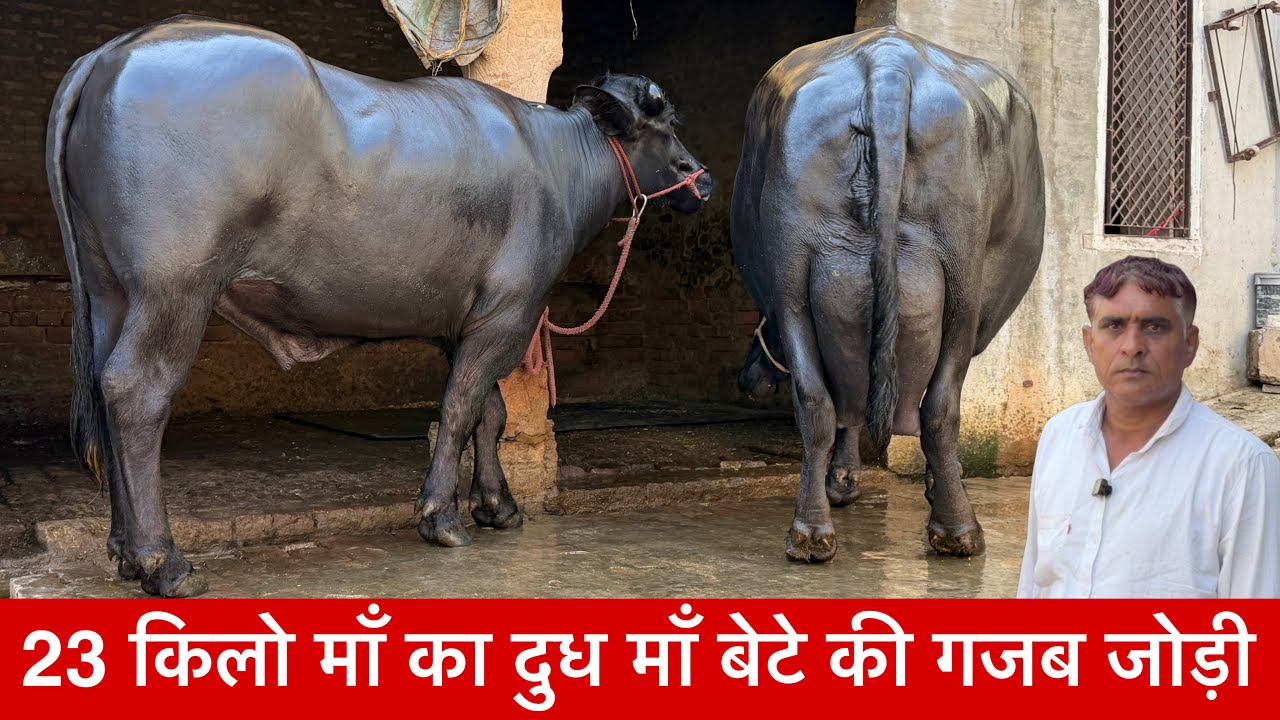 23 किलो माँ का दुध माँ बेटे की गजब जोड़ी 2 दाँत कटडा सेल के लिए उपलब्ध Jasveer bhai Dhankhari Jind ✅