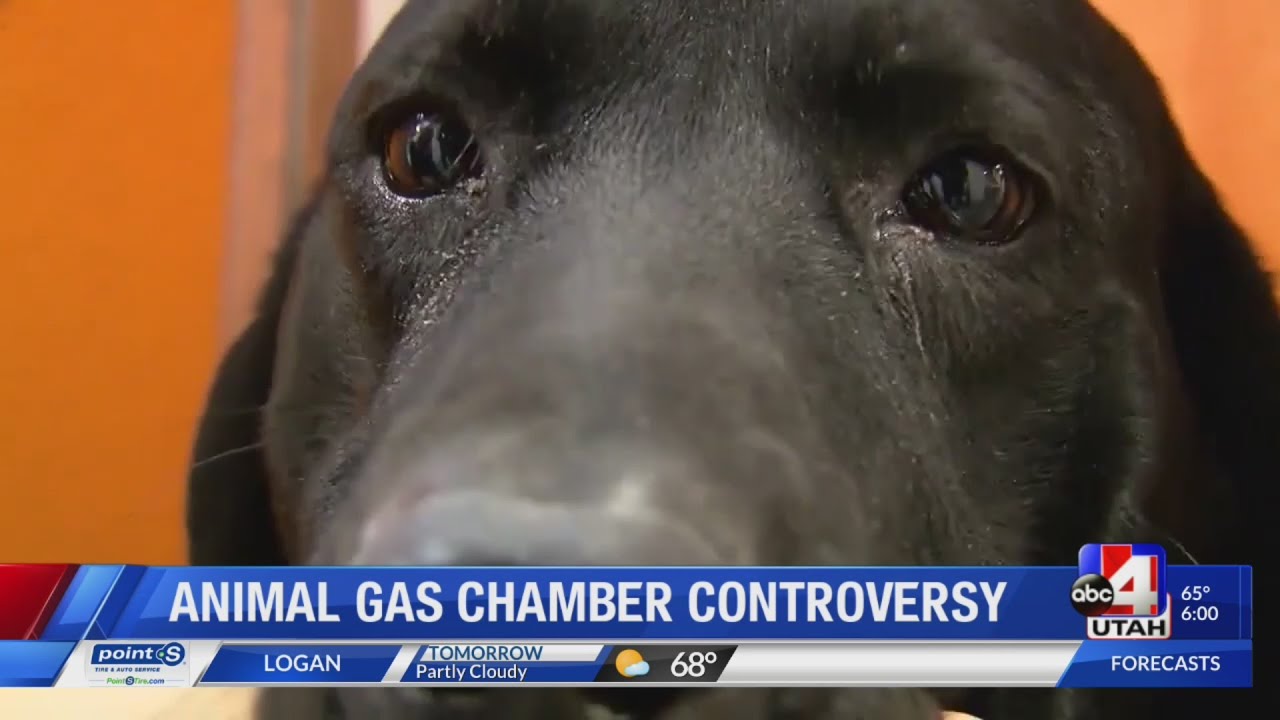 6pm gas chamber for animals controversy