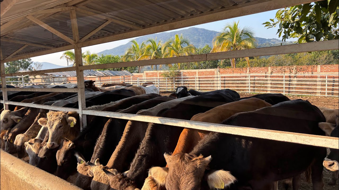 “80 becerrones compramos en la sierra”🤠💸💸🐂