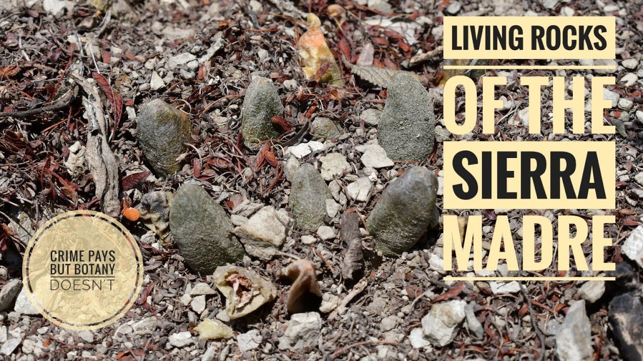 The Disappearing Cacti of Northern Mexico