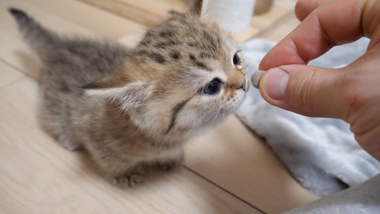 Cute reactions of the cats when I showed them the hairballs.