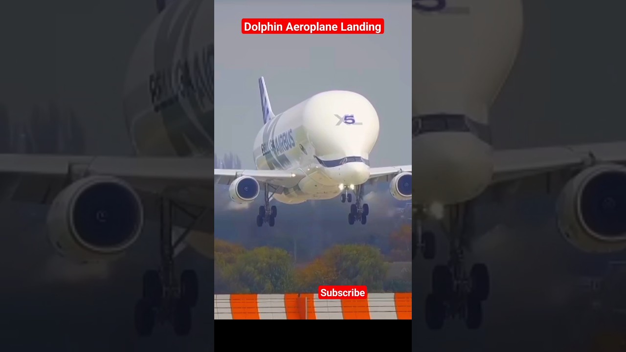 Dolphin Aeroplane Landing #dolphin #aeroplane #landing #youtubeshorts