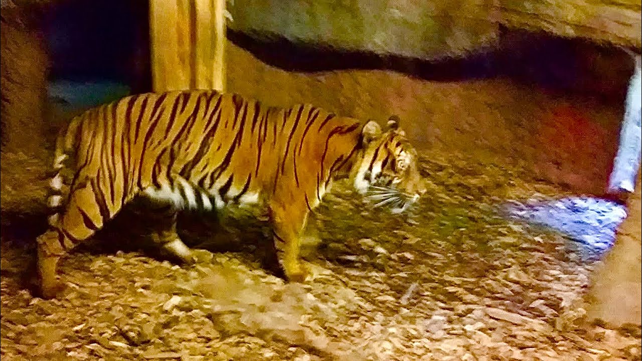 Zoo visit #shortvideo #fypage #animals #zoo #zoolife #documentary #discoverychannel 