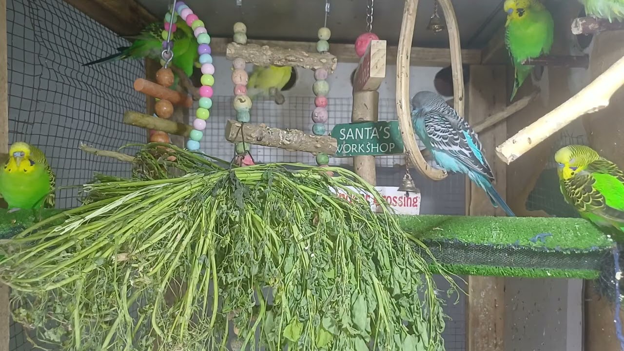 This Parrot Broke the Internet!