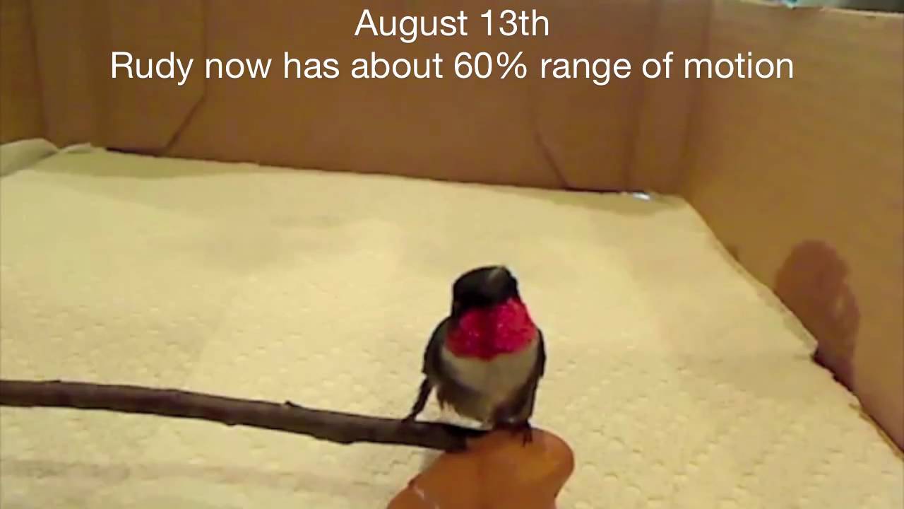 Injured Hummingbird