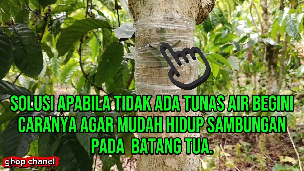 Solusi tidak tumbuh tunas air sambung tempel pada batang#kopirobusta#caramenyambung#