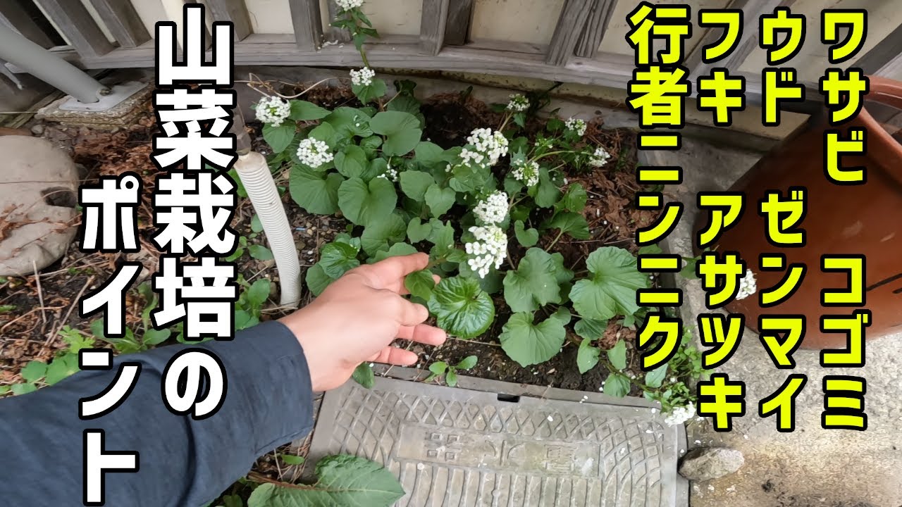 山菜栽培のポイントは土作り【有機物で】【化学肥料は使わない】
