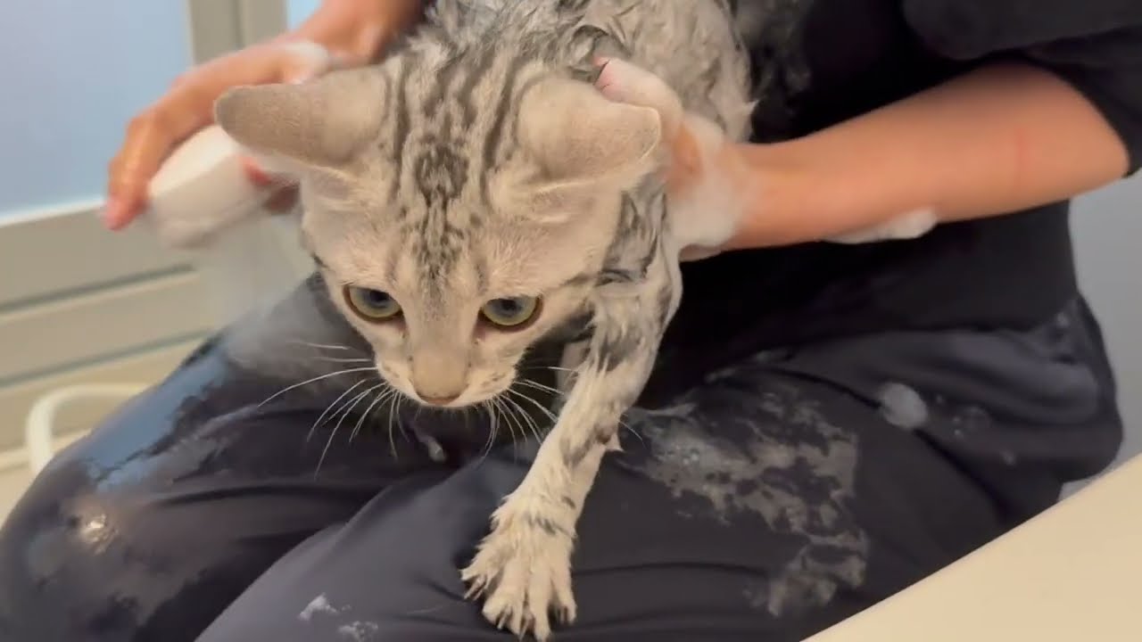 【初風呂】子猫のふぉい君、初めてのお風呂でこうなりました。
