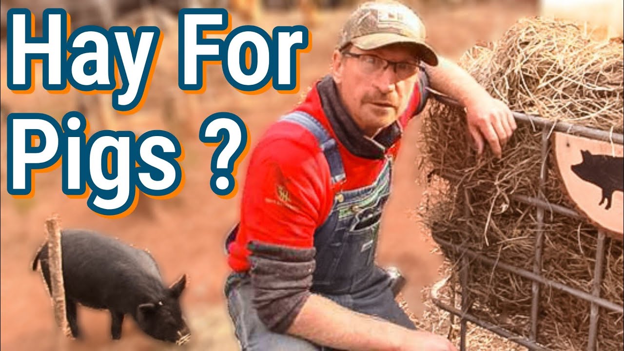 DIY Pig Hay Feeder | Yes, Our Pigs Eat Hay