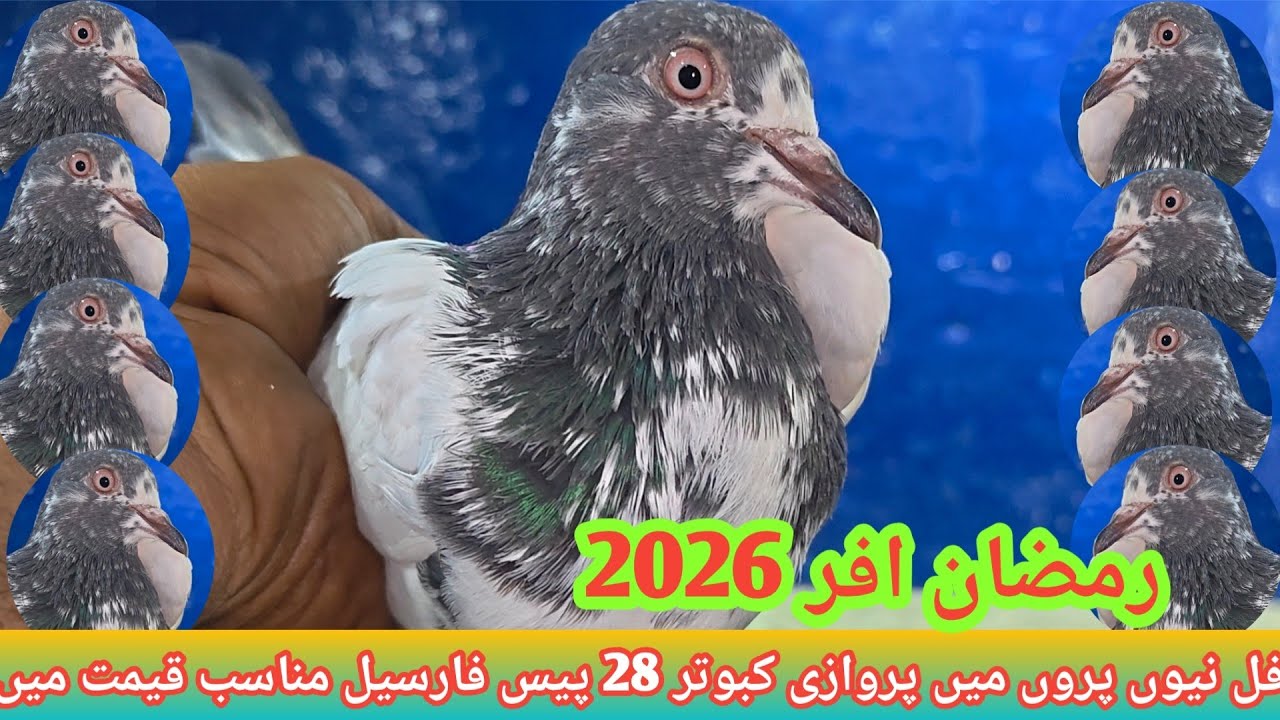 VIP Parwazi Kabootar Jheth Wasakh Kay Liye 28 Adad 03071539639  #parwazikaboter #kabootar 