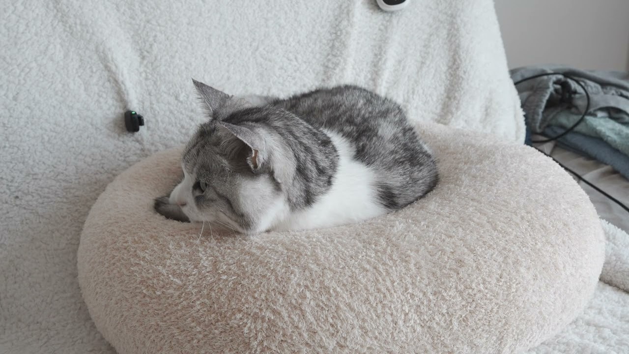 고양이 133
