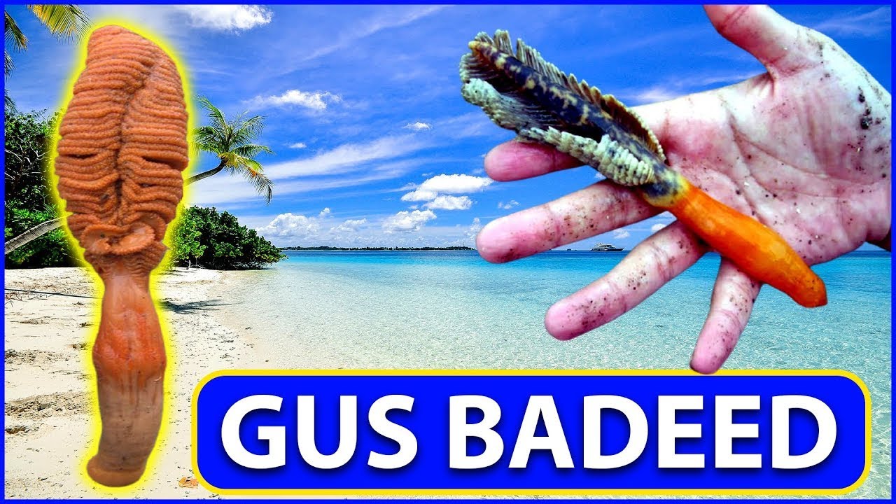 GUS BADEED MAXAAD KA TAQAANAA | NOOLAHA UGU QAALISAN BADDA. XOG BADAN AADAN KA OGAYN