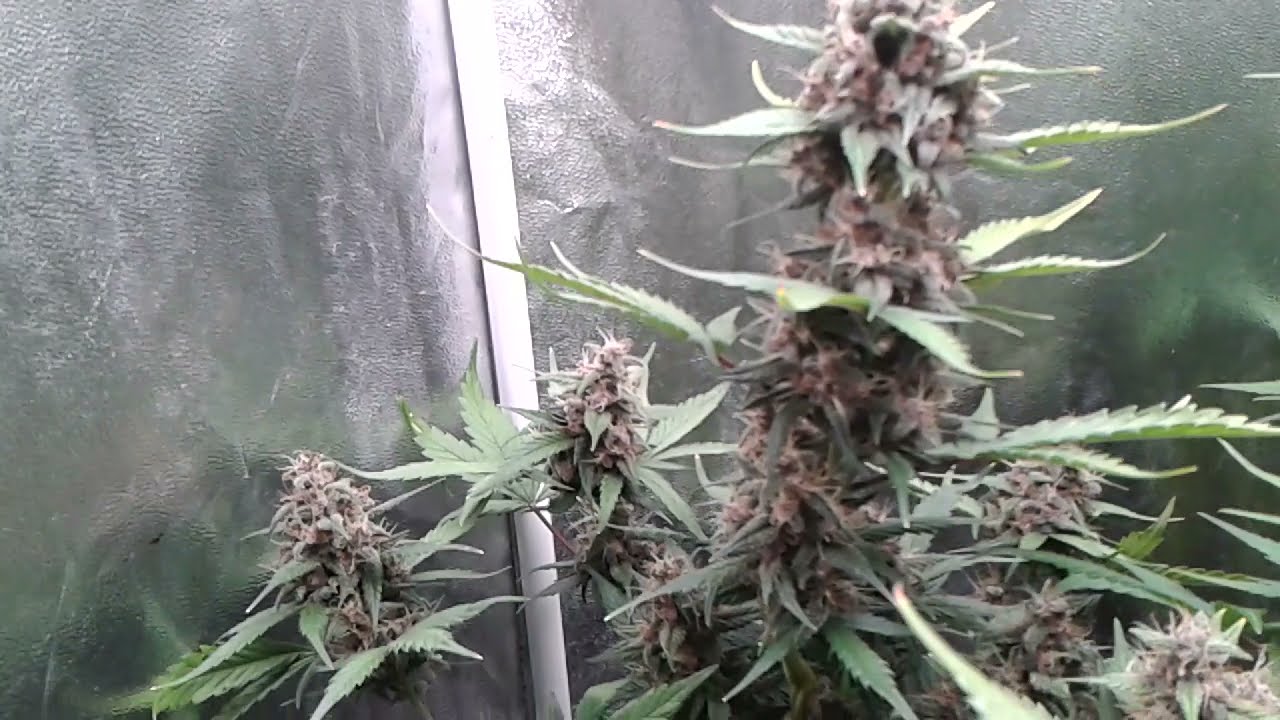 auto-floraison 8e semaines 3LSD25; 2GRADEFRUITS