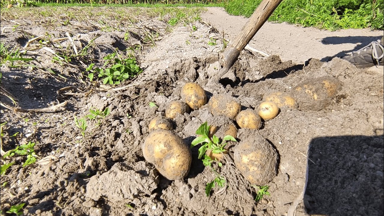 Dlaczego ziemniaki rosną małe