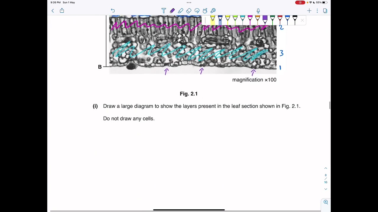 Some plan diagrams Biology paper 6 IGCSE