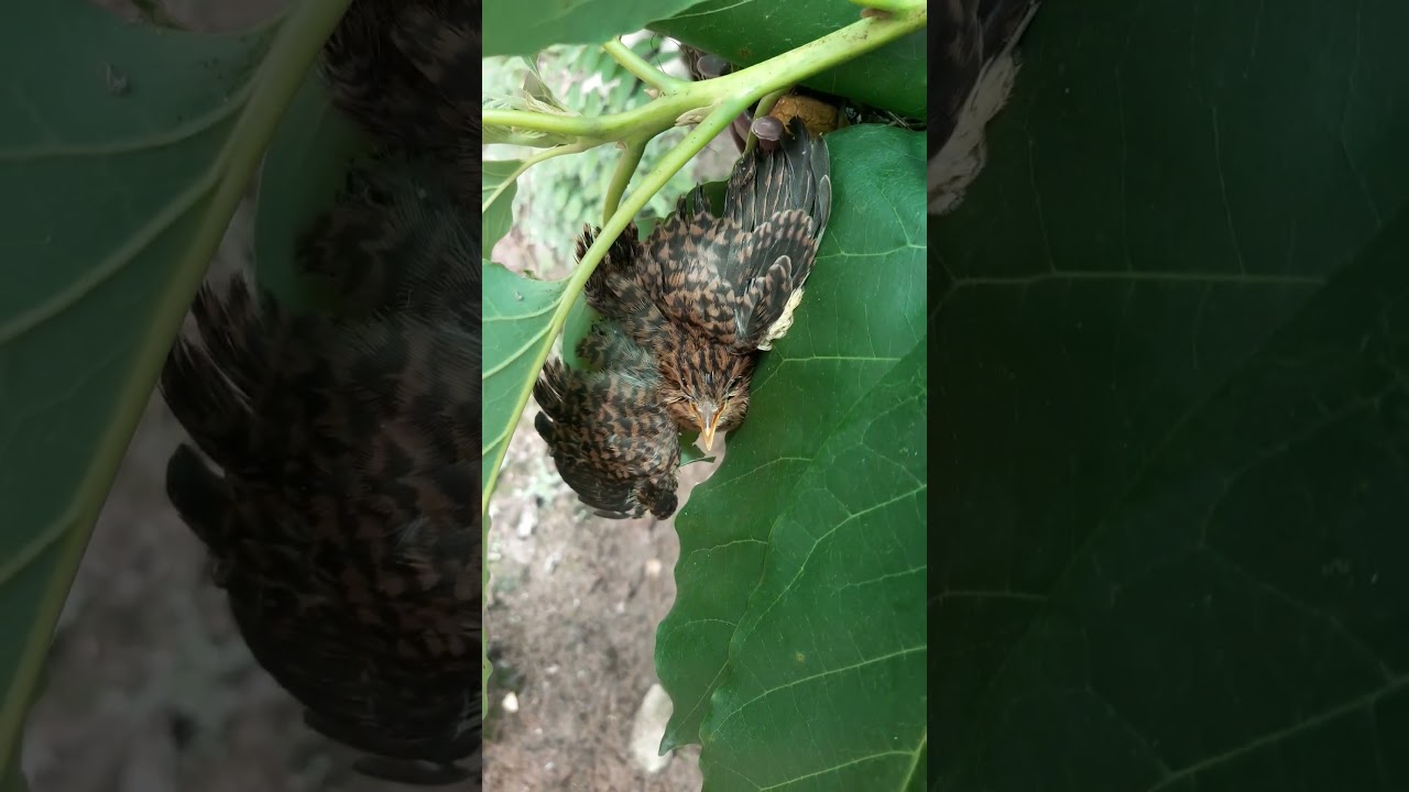 chim Tu H&uacute; - lo&agrave;i chim ăn nhờ ở đậu / n&eacute;t độc đ&aacute;o qu&ecirc; nh&agrave;