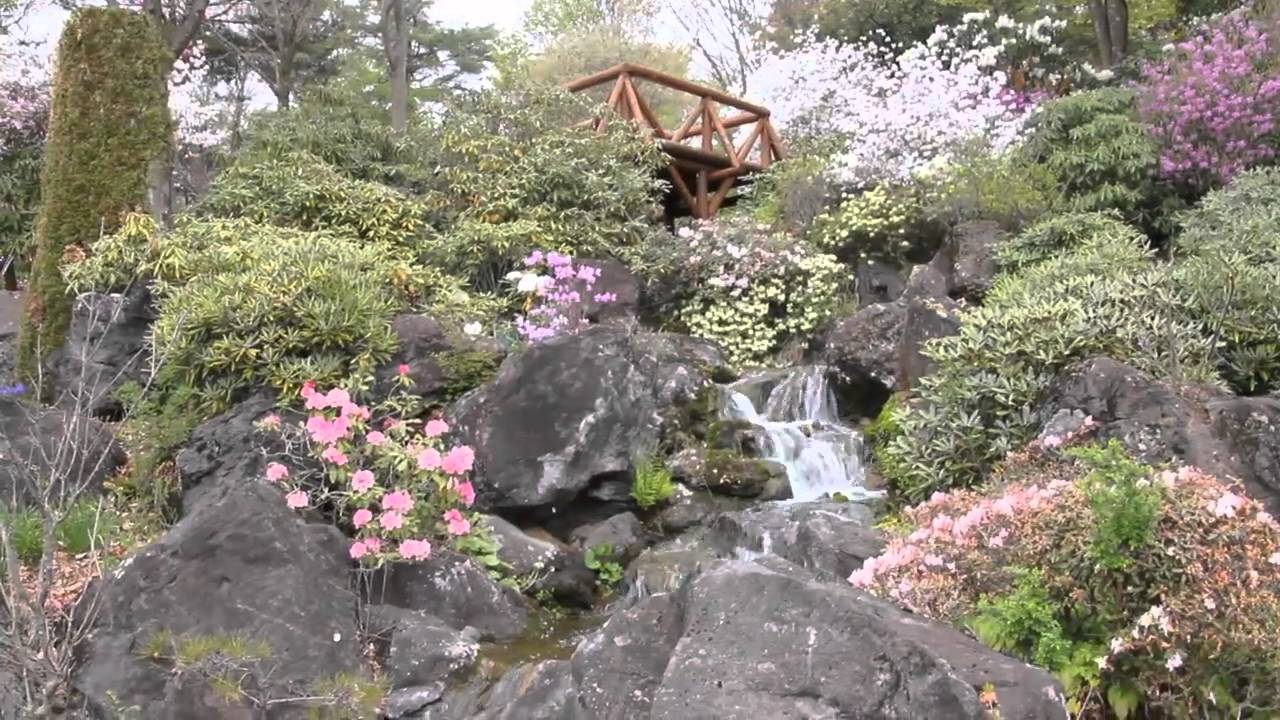 春の山野草～赤城自然園　ＢＧＭ・優しい風に