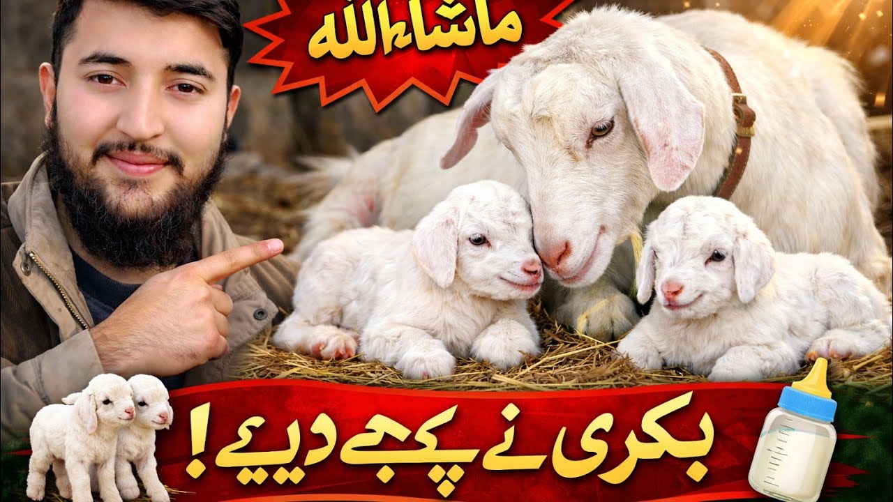 Bakri Ke Bachay Paida Ho Gaye | Personal Vlog