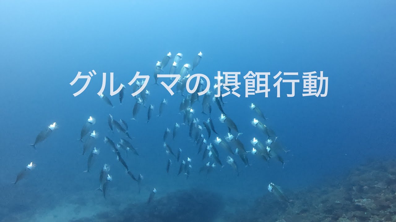 【記録映像｜生態行動観察】2025年9月｜グルクマの摂餌行動｜真栄田岬・水深約20m｜沖縄県・恩納村｜BlueLeaf