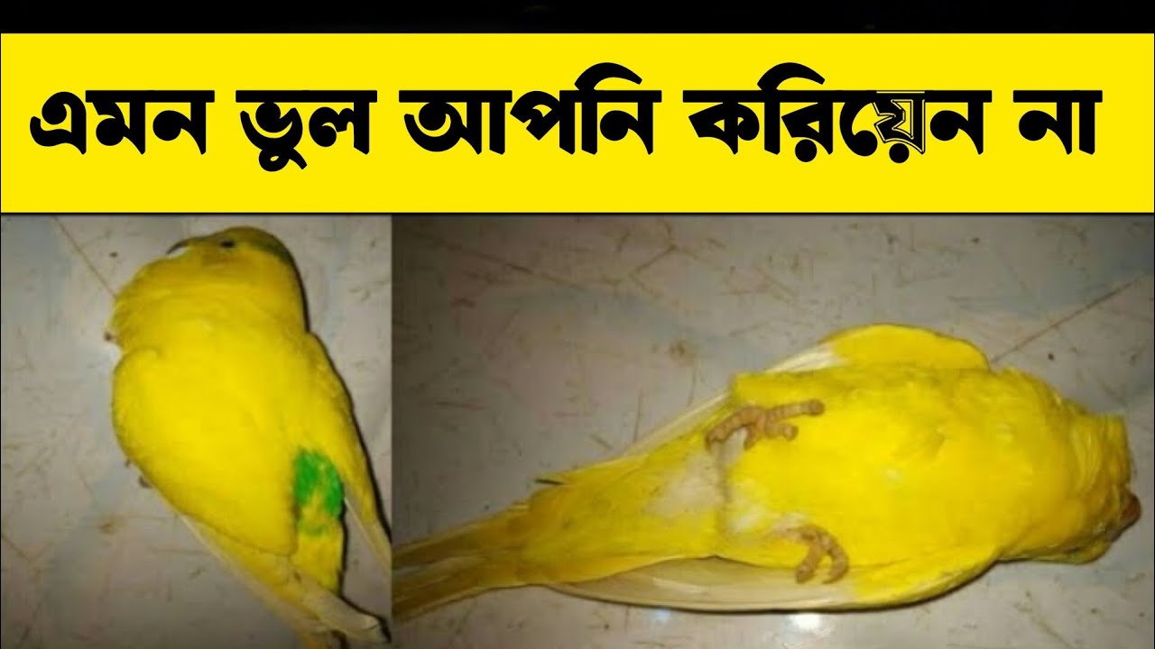 এমন ভুল আপনি করছেন না তো?  😭 | Budgerigar Bird Facts in Bangla” @AmaraPakhi 