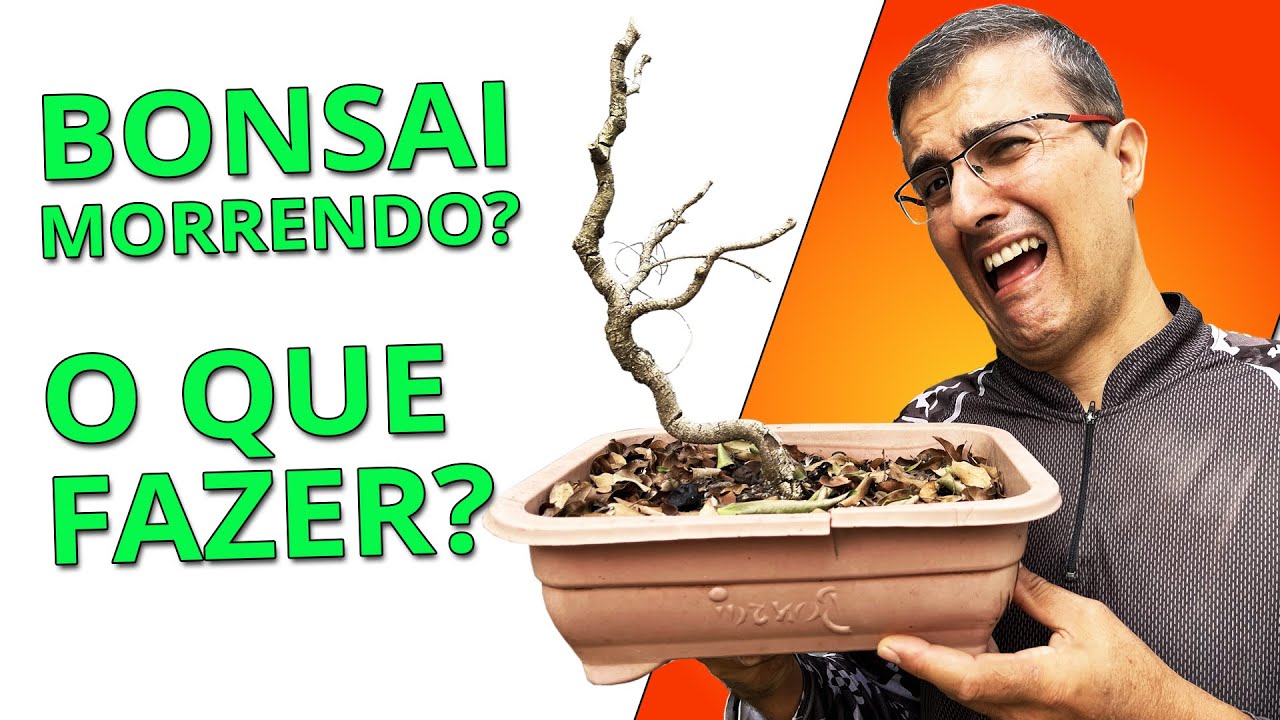Seu Bonsai está SECANDO, MORRENDO? Como SALVAR ELE???