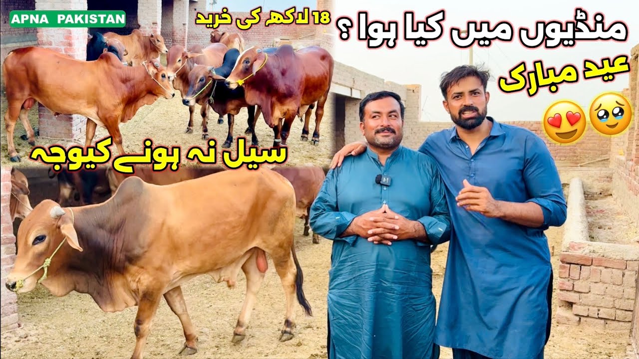 Waqar Bhinder Dairy Faram Nankana Sahib.Qurbani k Janwer Sale Na Hone Ki Wajha.Mall Mandi Situation