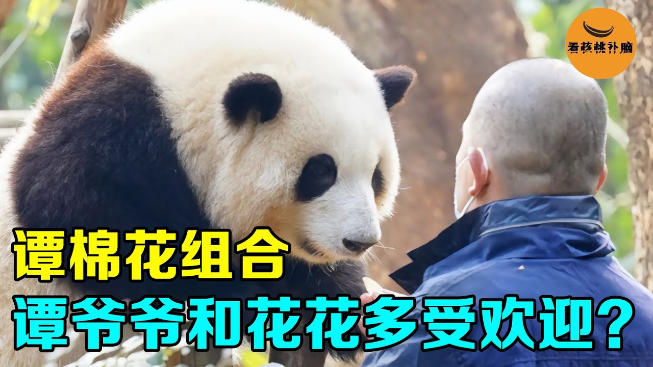 谭棉花组合出镜大运会，引来央视大力支持！花花和谭爷爷有多受欢迎？【看核桃补脑】