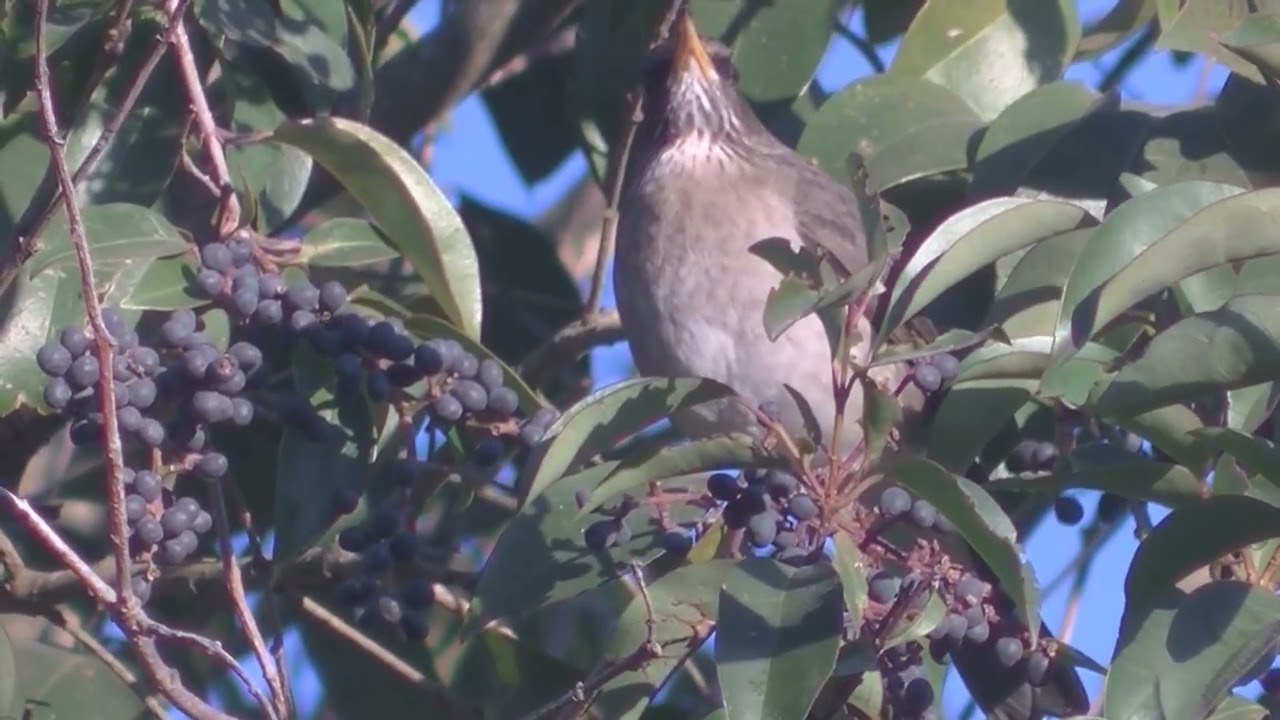 El Ligustro y las aves Esperanza Santa Fe Argentina 2026