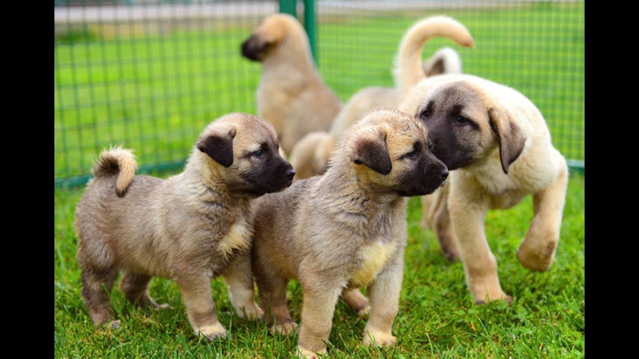 Yavru Kangal Köpeklerde Beslenme - Kangal Aşkı / Çiftçi TV