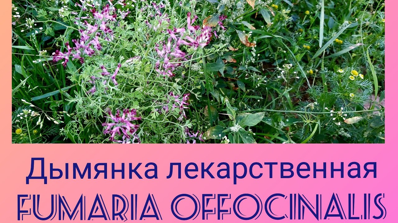 Дымянка аптечная. Fumaria officinalis