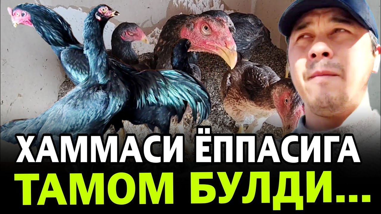 ХУШ ХАБАР ЁКИ БУ ЁМОНМИ? ПАРВОЗЛАР НИМА ДЕЙСИЗЛАР? 30 ноября 2025 г.