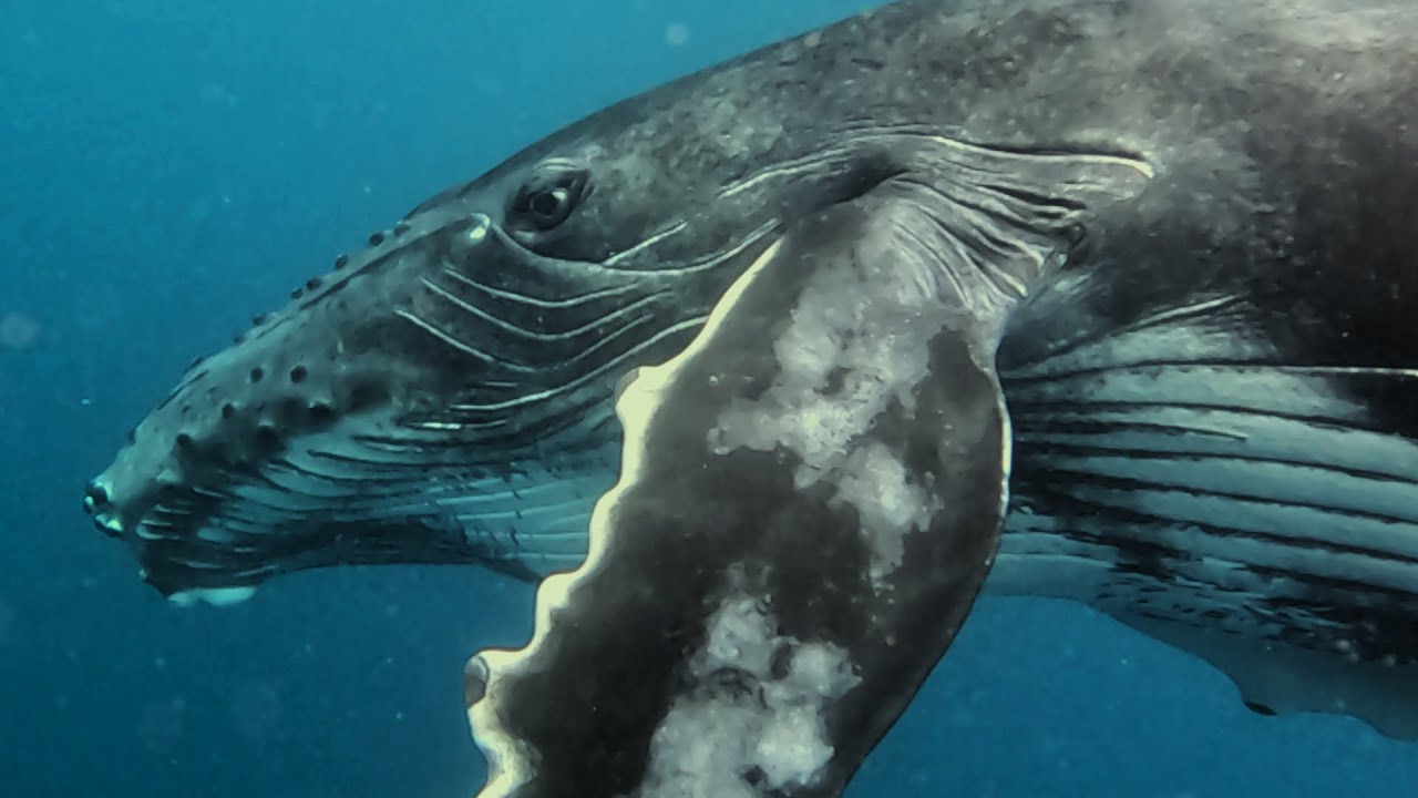 Danse avec les baleines - Tahiti - Tuamotour 2024