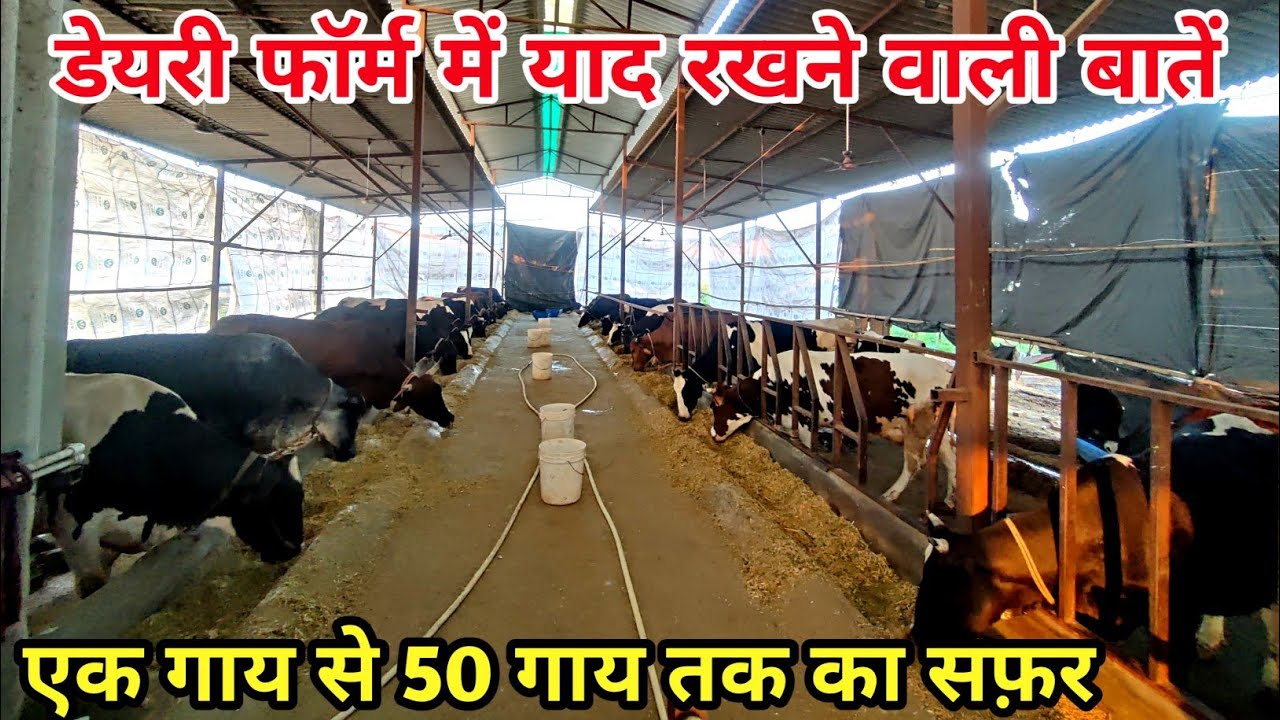 डेयरी फॉर्म में याद रखने वाली महत्वपूर्ण जानकारी #jhotashokeen #dairyfarm #viralvideo 