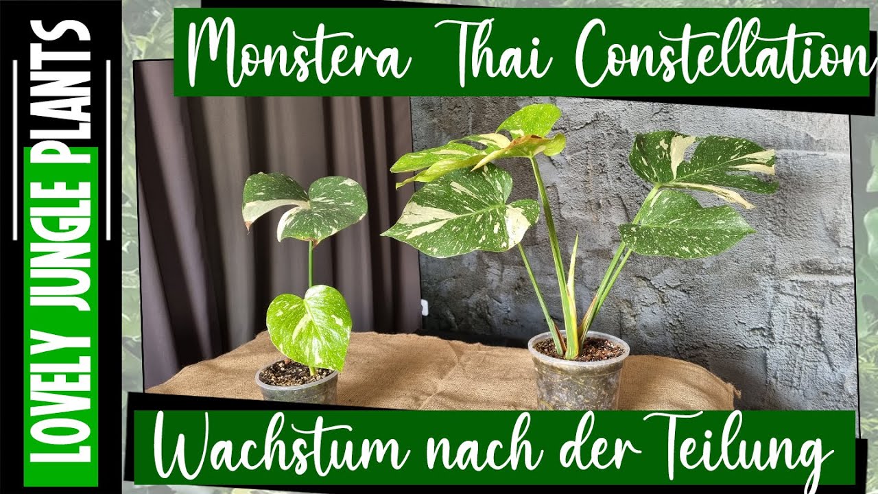 Monstera Thai Constellation Wachstum nach der Teilung